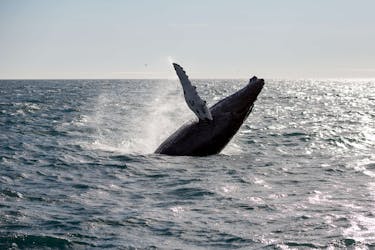 Passeio de observação de baleias em Reykjavik